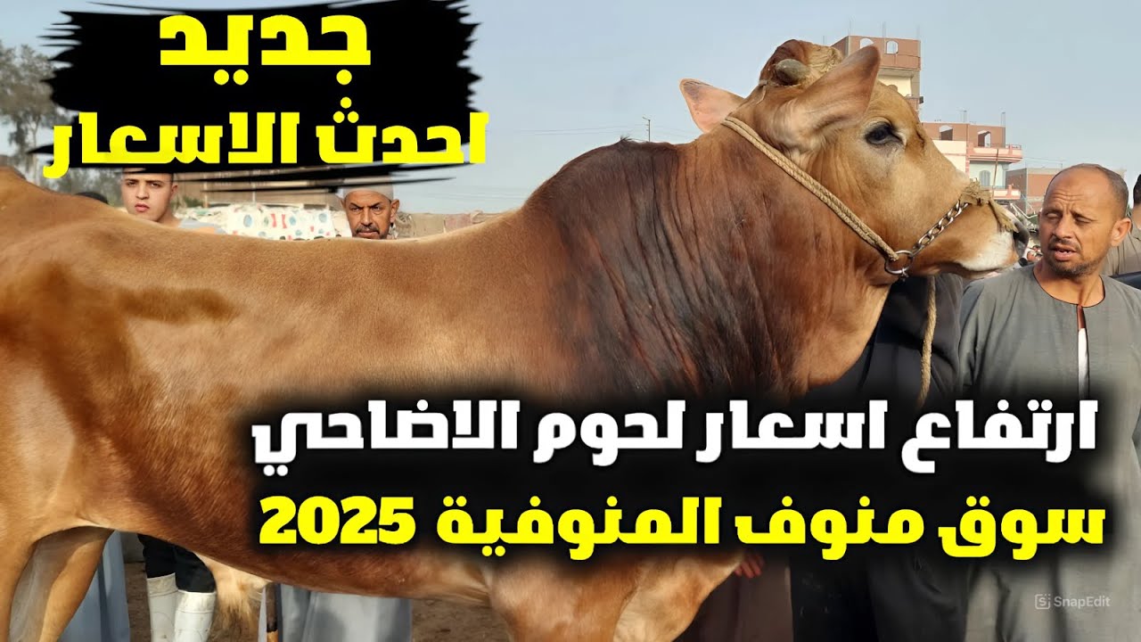 اسعار الاضاحى 2025 سوق منوف المنوفية كل اللى عايز تعرفة عن احدث اسعار الاضاحى هتلاقية هنا حصرى