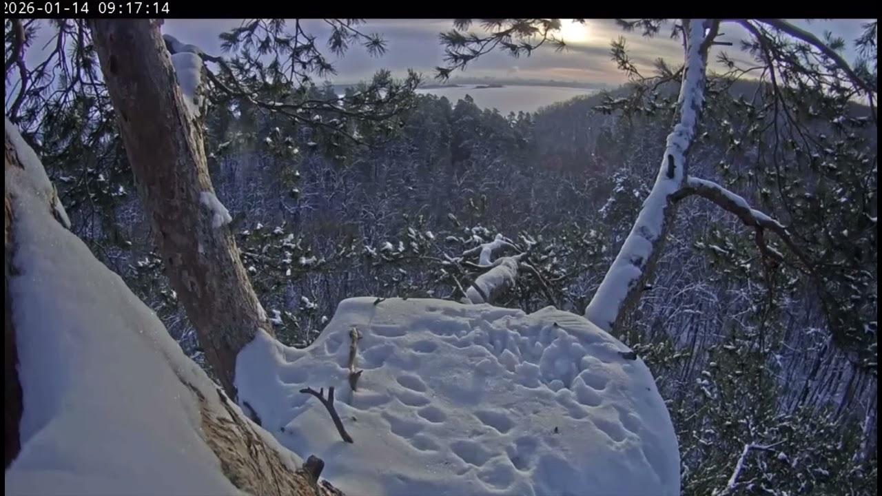 14.01.2026 Камычи. Реактивный дятел😍🌸