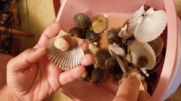Simple way to clean Bay Scallops