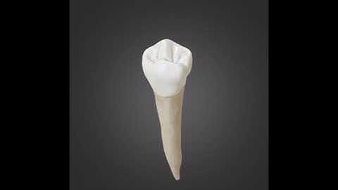 Dental Quiz: Identify the Tooth (XII)