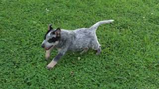 Blue Heeler Puppies For Sale