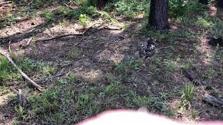 Injured Hawk Rescue by Backwoods Wayne 66 views 4 years ago 1 minute, 30 seconds