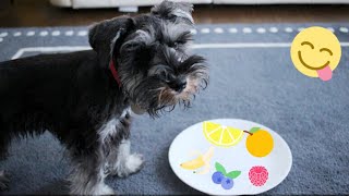 Dog Tries Lemon! Taste Test with MINIATURE SCHNAUZER  Which is Her Favorite?