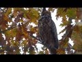 Pandemonium erupts as Crows & Jays spot a Great Horned Owl; they harass/mob/chase the Owl