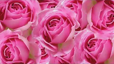 無料 動画素材 花 バラの花びら Youtube Namaewallpaper 無料 動画素材 花 バラの花びら Youtube Namaewallpaper