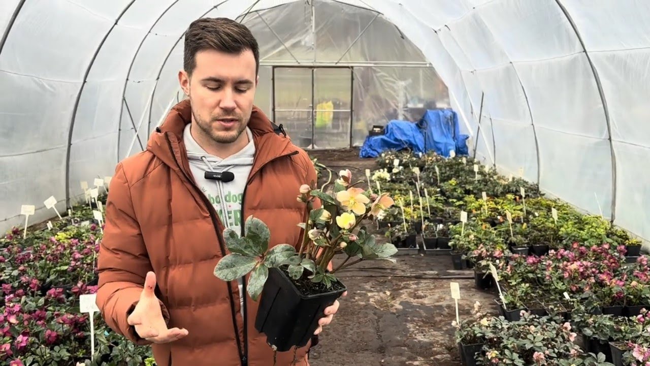 Hunyorok: a tél rejtett ékszerei (ápolások, ültetésük, megfelelő élőhelyük)