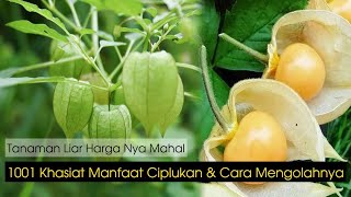 WAJIB TAHU! Segudang Manfaat Buah Ciplukan | lifestyleOne