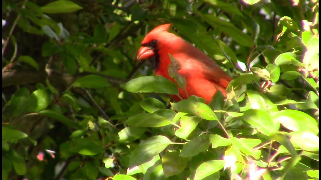Cardinal...red as can be!