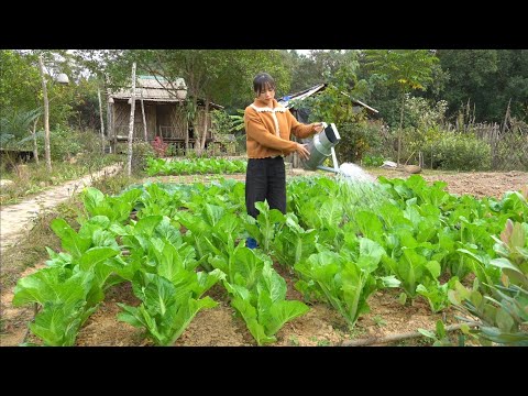 Video: Dish Garden Cultivation - Entwerfen und Pflegen von Dish Gardens