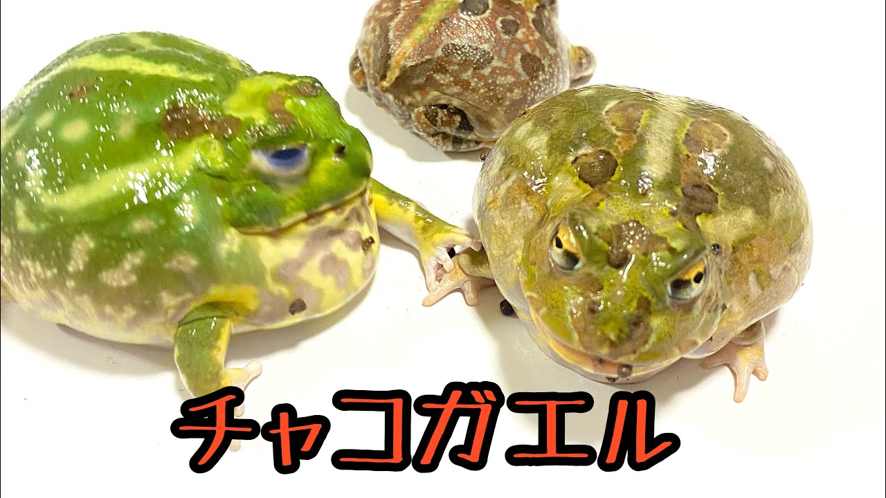 チャコガエル 色々② - YouTube