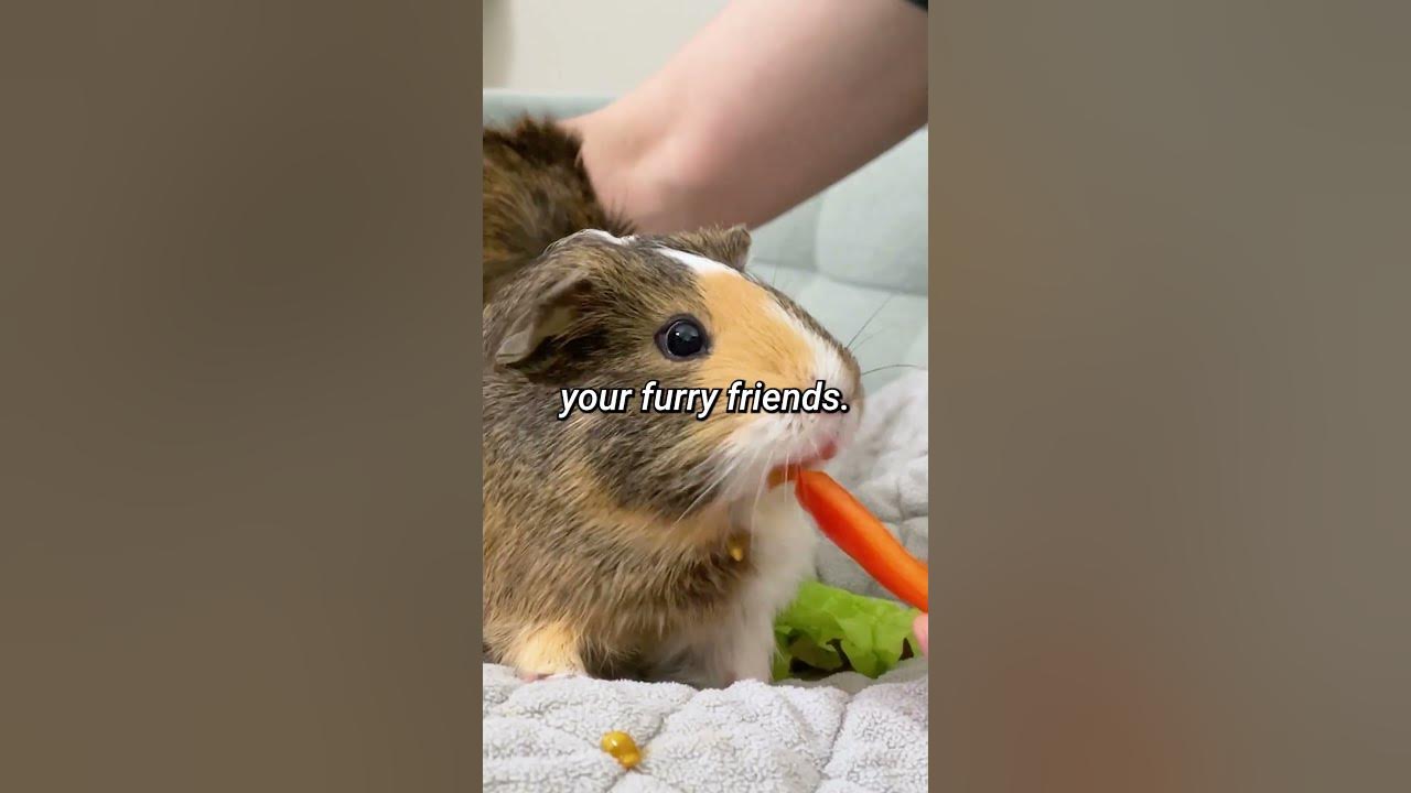 Bell peppers The Perfect Snack for Happy Guinea Pigs shorts GuineaDad School YouTube