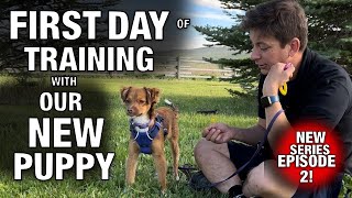 How We’re Training the FIRST 3 Things to OUR NEW PUPPY