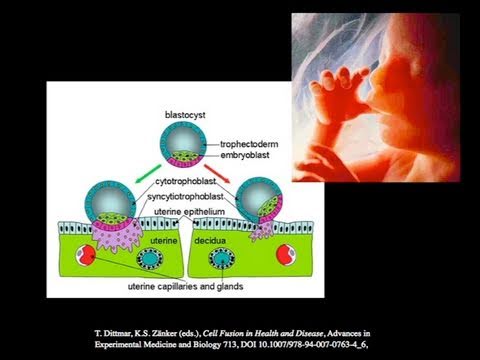 Your Genes: More Virus than Human