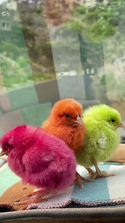 coba ketuk 2x dan kirim emot sedih ayam ini akan menangis 😭 #ayam #toys #hewanwarnawarni #shorts