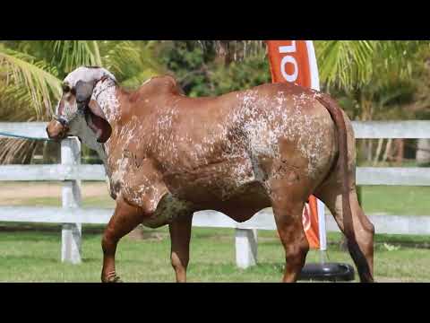 LOTE 32 | AMERICANA FIV F. SÃO DOMINGOS | WSD 53