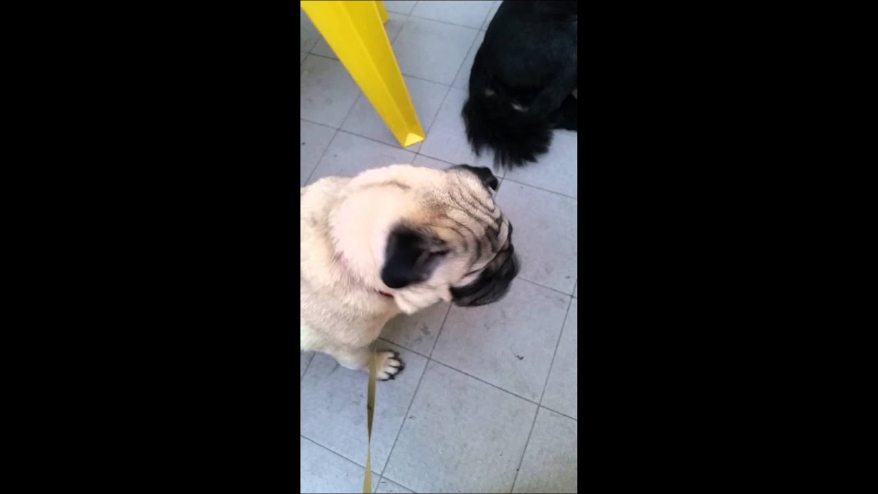 Carlino Arrabbiato Youtube