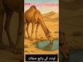 Subhan Allah! Oont ki hairat angez salahiyatain jo aapko heran kar dengi 🐪 #babasehgal