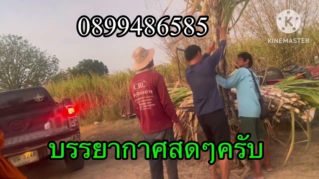 อ้อยยักษ์เขียว ไปบุญพระเหวด #ทำน้อยใด้มาก #อยากรู้ต้องลอง #พันธุ์อ้อย #เพิ่มมูลค่า #เกษตรปราณีต