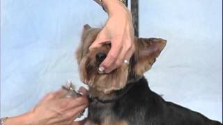 How to Groom A Yorkshire Terrier | Jodi Murphy Instructional Video Series