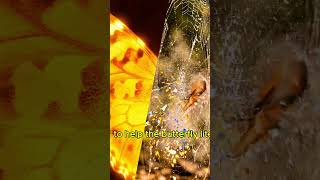  Butterfly Wing Secret