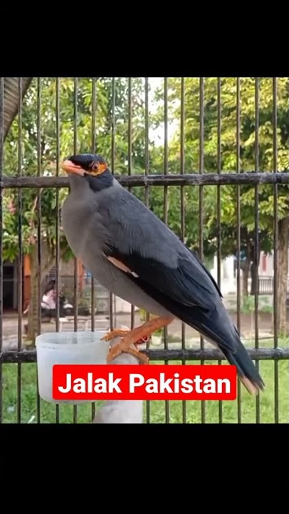 Suara Jalak Pakistan
