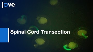 Spinal Cord Transection | Protocol Preview