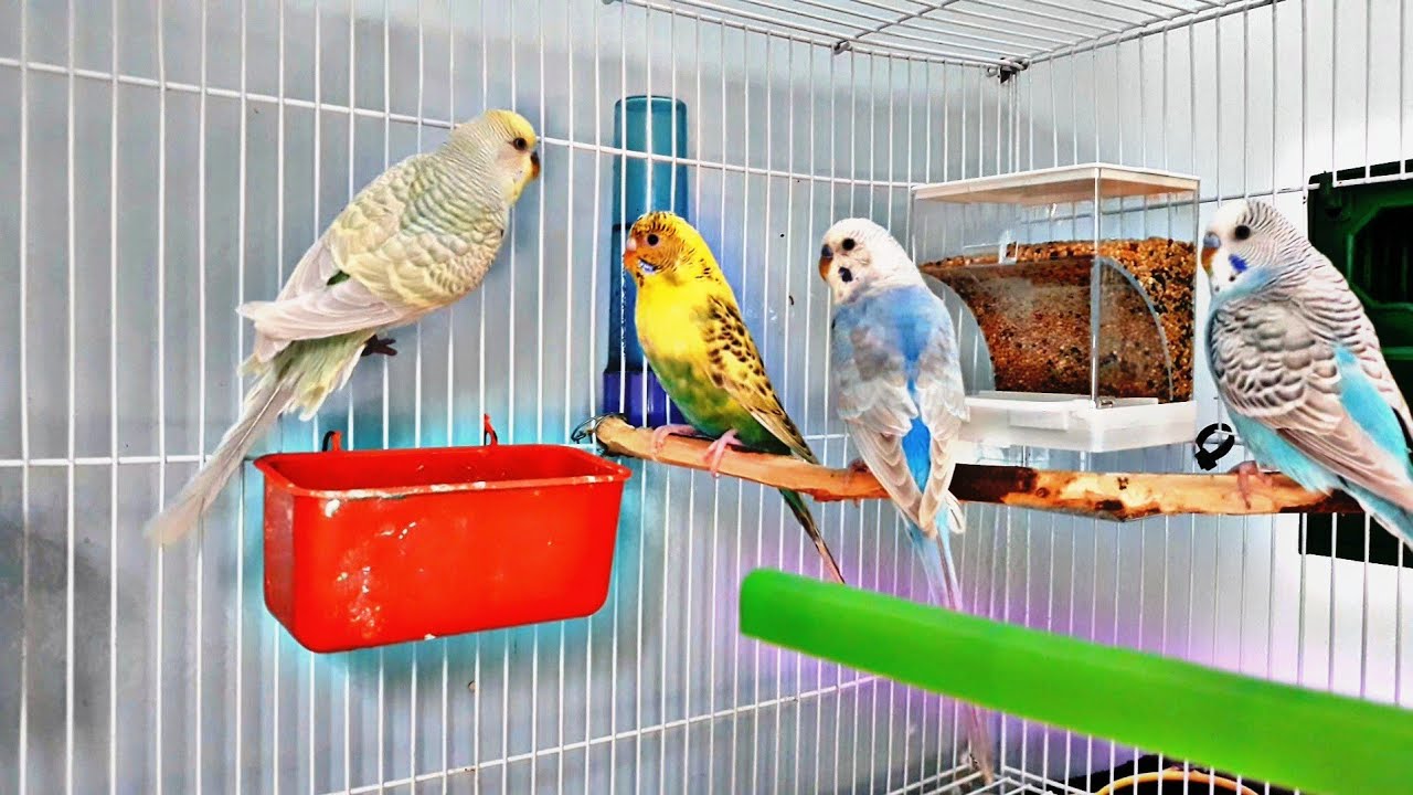غرفة طيور جولة في غرفة طيورى / المتعة….. YouTube غرفة طيور جولة في غرفة طيورى / المتعة….. YouTube