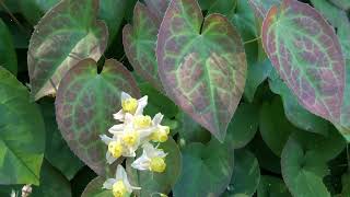 How to Grow Epimedium