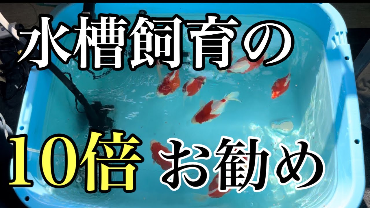 玉サバの室内飼育設備を紹介します。 #金魚 #玉サバ