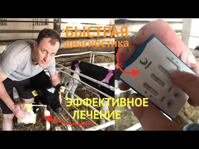 КРИПТОСПОРИДИОЗНАЯ ДИАРЕЯ У ТЕЛЯТ. ДИАГНОСТИКА И ЛЕЧЕНИЕ/cryptosporidiosis in calves