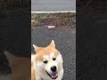 8年前 秋田犬アキラ初めてロックオン制御できた日