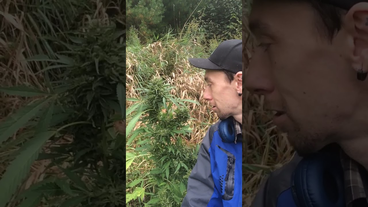 Harvesting Afghan hashplant clone