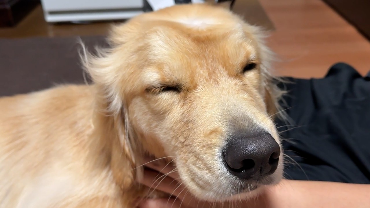 【癒やし】お風呂嫌いを克服！？新年初のお風呂でお利口に洗わせてくれるゴールデンレトリバーのドンちゃん