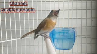 Merdunya suara burung sikatan rimba dada coklat (srdc)bali