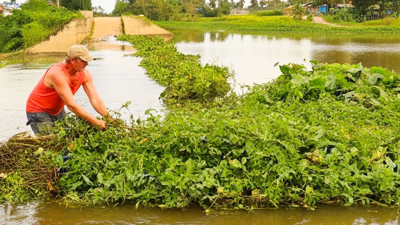 Albume Of Action!!! Remove Floating Plants Clogged On Dam Drain Water For Peple Easy To Traffict