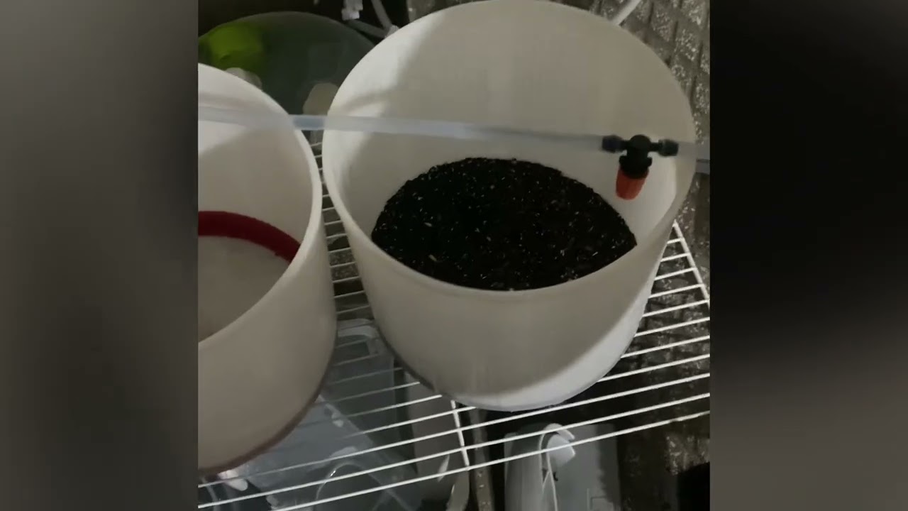 Novità e qualche idea per i canarini !!