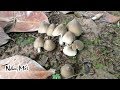 NHỔ NẤM MỐI ĐẦU MÙA Ở MIỀN TÂY THIỆT LÀ ĐÃ CÙNG NHIỀU ĐIỀU THÚ VỊ BẤT NGỜ | DÂN MIỀN TÂY