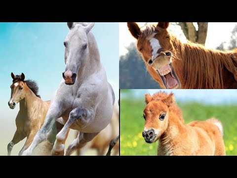horses-and-ponies-being-cute---funny-horses-compilation!