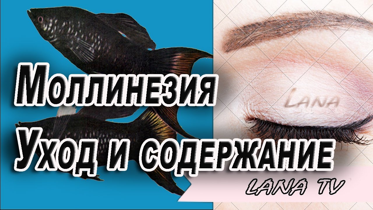 Аквариумная рыбка Моллинезия Уход и содержание