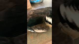 HOODED merganser ducks down #like #subscribe #shorts #america #viral #beautiful