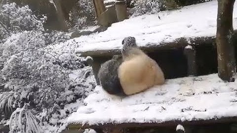 Pandas Play Joyfully in Snow in China