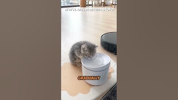 Cat Clicker Training Secrets! 🐱👆