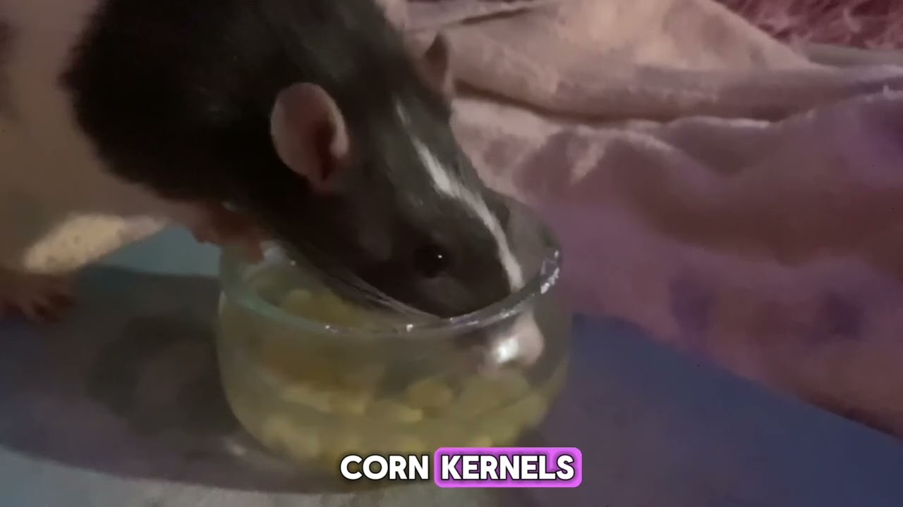 Little Fat Rat Tries Corn Kernel Fishing, GETS GREEDY *DISGUSTING BEHAVIOR*