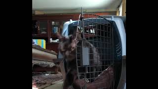 Coming Out Of My Cage