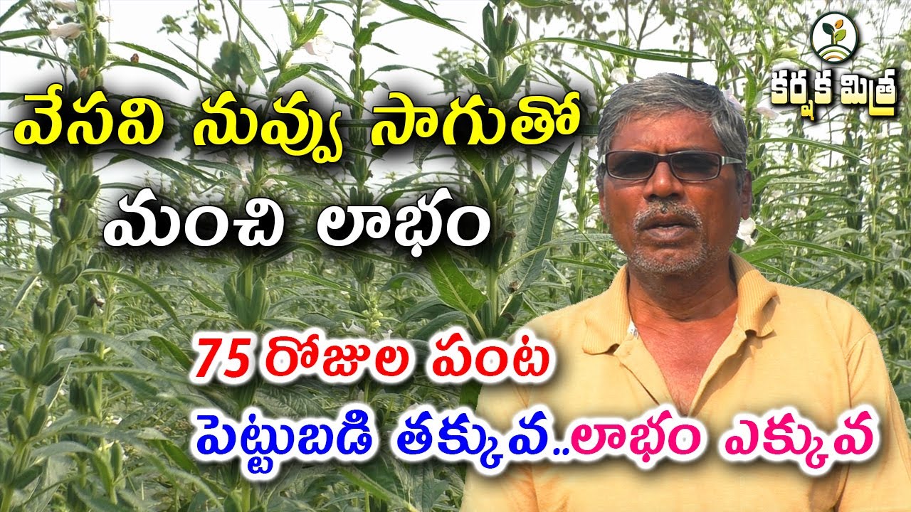 నువ్వు పంట సాగుతో మంచి లాభాలు || Success Story of Sesame Cultivation in Summer || Karshaka Mitra