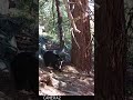 Massive Black Bear on Trail Cam | Los Padres National Forest | SoCal Public Land Wildlife