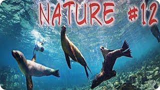Nature #12 Галапагосские морские львы Животные Природа Красивое видео Animal videos Nature #12 Галапагосские морские львы Животные Природа Красивое видео Animal videos