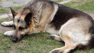 Заур, огромная овчарка - надежная охрана дома и хозяина Заур, огромная овчарка - надежная охрана дома и хозяина