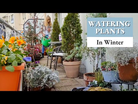 Should You Water Your Outdoor Potted Plants in Winter 💦 ? | 17m2garden