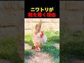ニワトリが靴を履く理由 #動物 #ペット #かわいい #癒し #animals #ニワトリ
